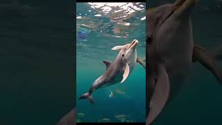 Ikan Lumba-lumba. #shortvideo #video #animals #fish #ikan @Amu23-HL