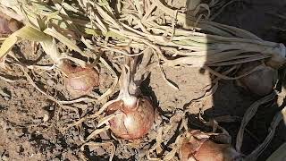 شهوات رشيدة البدوية تشارككم طريقة زراعة البصل في مزرعة أبي الجندي المتقاعد
