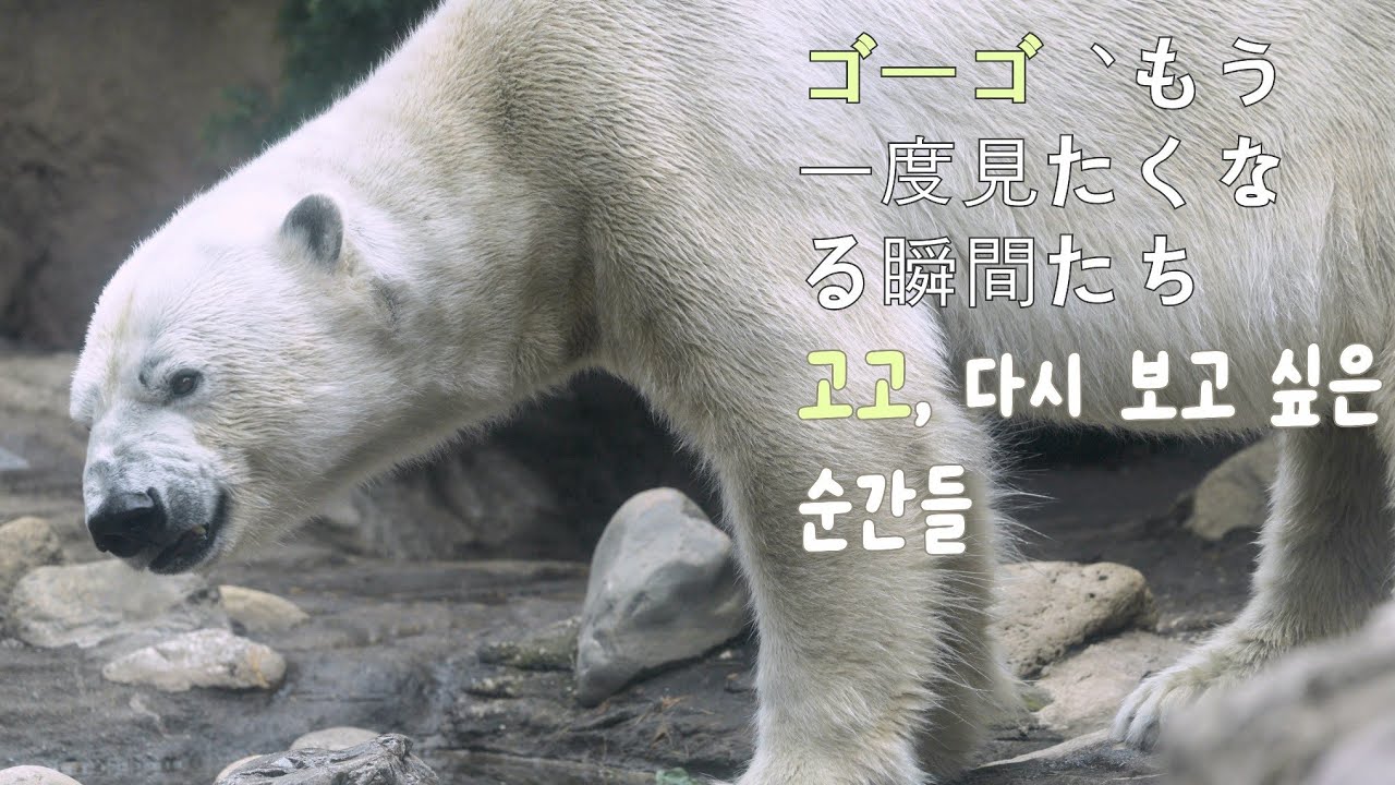8K 60p ホッキョクグマゴーゴ、もう一度見たくなる瞬間たち｜북극곰 고고, 다시 보고 싶은 순간들｜Yokohama Zoorasia｜polarbear｜ズーラシア