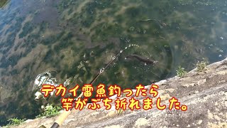 【雷魚ロッド】修理不可!?  ひ○も チャドー○ーストの闇を暴く!!