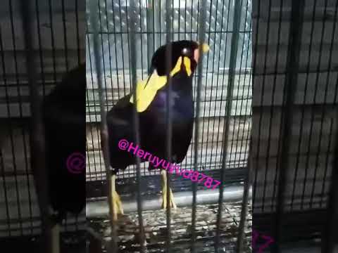 Jenis Beo Nias Paling Pintar Bicara Gembelnya Panjang Rp.10jt