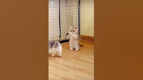 Watch the video about Cute kitten Lovely❤️💕