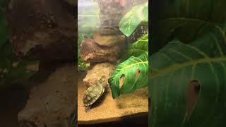 #red eared slider #Red eared slider baby turtle #turtle care