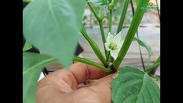 XỬ LÝ SỰ CỐ RỤNG TRÁI ỚT CHUÔNG - FUNOFARM