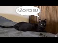 O gato mais cara de pau do mundo ! 🤦🏻‍♂️