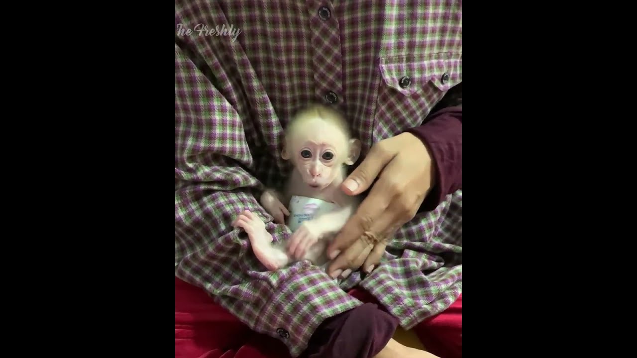 Cute baby monkey DOOB wake up than to ask mom for milk