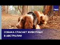 Найдись, коала! Собака спасает животных в Австралии