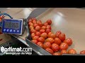 Aweta GM 3-12 tomato sorting machine for a customer in Abu Dhabi