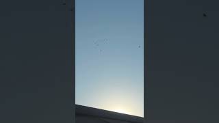Roller Pigeons 2 days before the nbrc 11 bird fly.  #rollerpigeon 