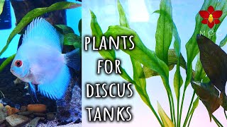 The best chemical filters in your tank! - Planted Discus Aquarium Part 2 by Danny MOG 2,015 views 4 months ago 17 minutes