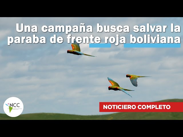 Una campaña busca salvar la paraba de frente roja boliviana | 631 | 19 al 25 de febrero de 2024