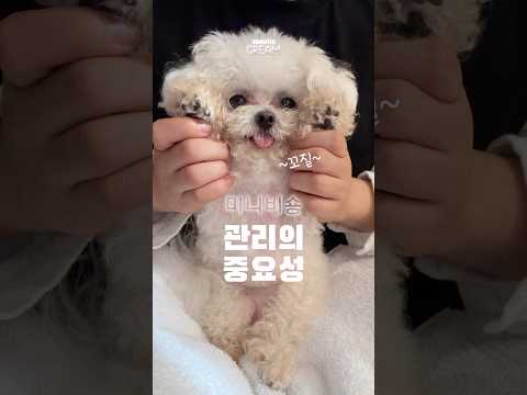 관리의 중요성 꼬질이에서 뽀송비숑으로 변신 ✨ Before & After #bichonfrise