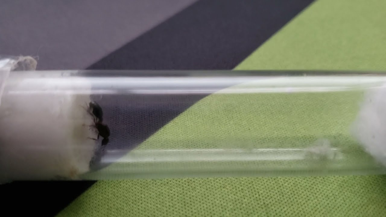 solonopsis queen ant