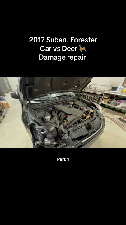You Won’t Believe What This Deer Did to the Car! Part 1