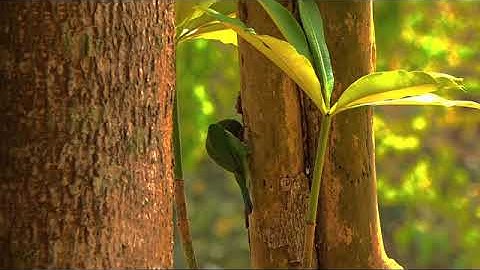 18007967-sd_640_360_30fps.mp4