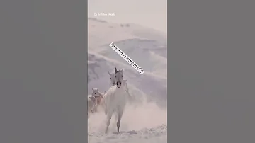 لا تحسب إني منكسر وارضف النوح انا على صدمات الايام ضارى الله خلقني طود في روح راسه سما ما يلتفت 