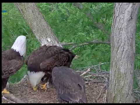 DHEC, Lesson on How to Steal, 0550418