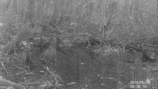 Mouse Deer navigates the flooded forest