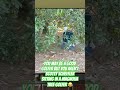 Scottie’s in the forest at the Masters