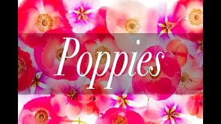 Poppies | Harold Davis
