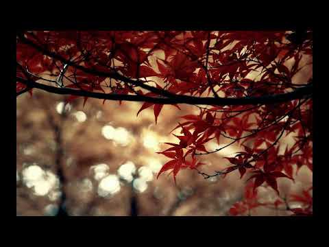 سورة يس بصوت القارئ التركي كاني كاراجا 