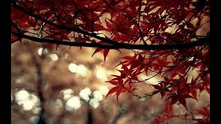 سورة يس بصوت القارئ التركي كاني كاراجا