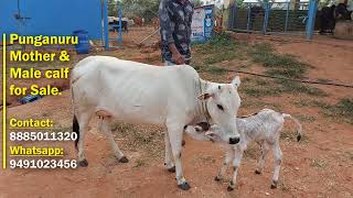 Pungnuru Male calf and Female cow sale Punganuru cows