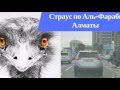 Страус по Аль Фараби Алмааты подрезает автомобиль