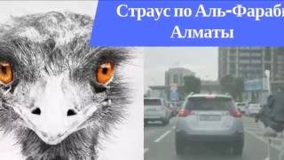 Страус по Аль Фараби Алмааты подрезает автомобиль