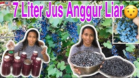 Panen Anggur Liar di Tepi Sungai Amerika| Wild Grapes at America River