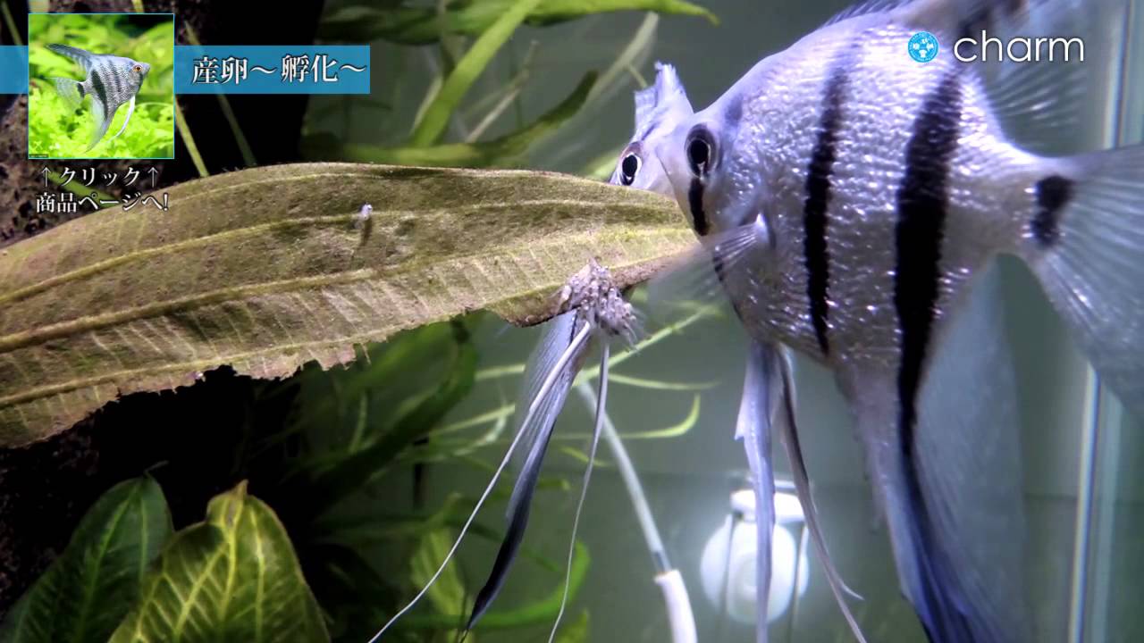 チャーム エンゼルフィッシュの子育て Pterophyllum Scalare Var Youtube