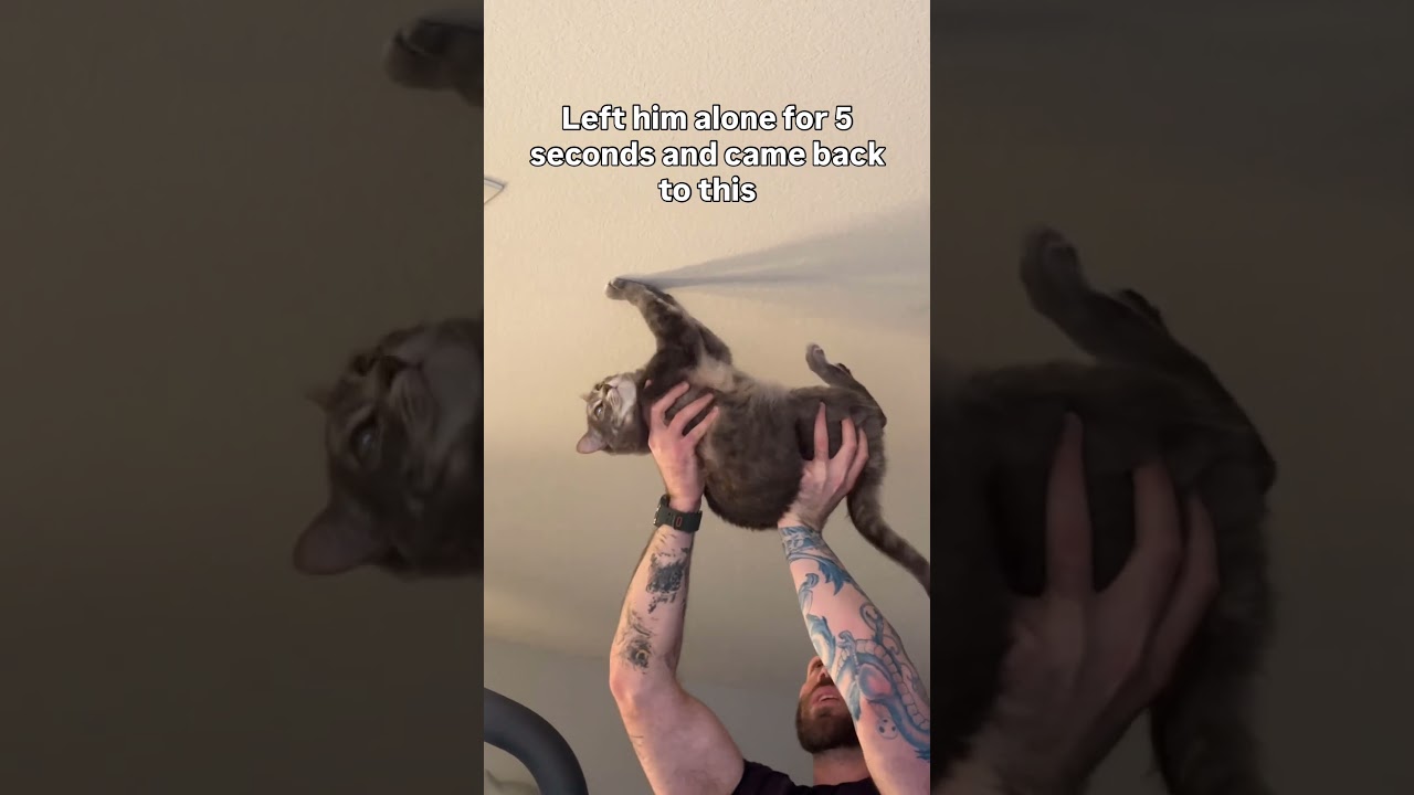 Spidercat
