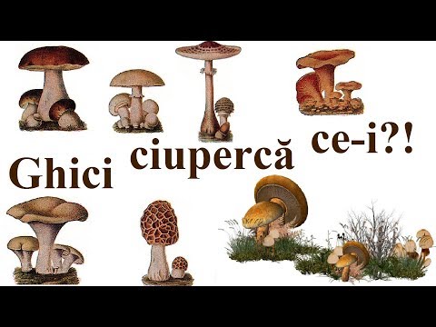 Video: Acum Mario Este O Serie Anuală, Cât Timp Până La Trecerea Ciupercilor?