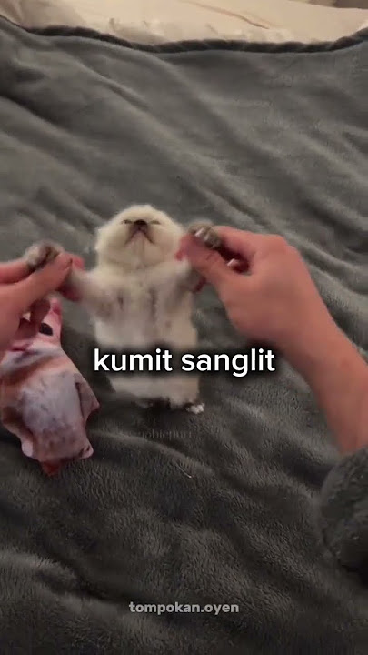Man Kinabalu - Waktu ku kecil [Thai remix] (cat meme)