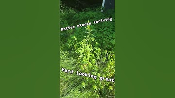Invasive Plants Suck