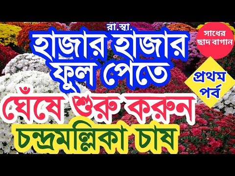 ঘেঁষে চন্দ্রমল্লিকা চাষ (১ম পর্ব) টবে হাজার হাজার ফুল পাবেন; Chrysanthemum in Cinder media(1st Part)