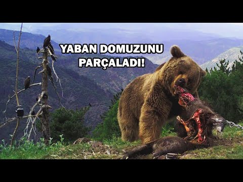 Video: Ayı Pençeleri Nasıl Pişirilir