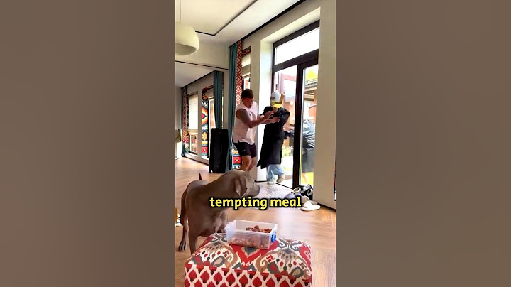 fake thieves test dog loyality #shorts #viralshorts ##animals