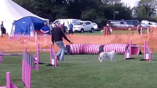 Casper 1-7 Jumping