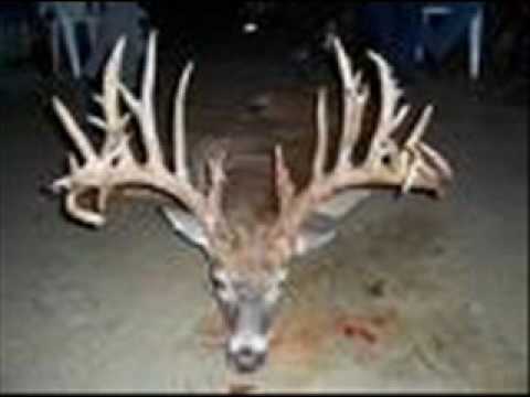 30 point buck - YouTube - 480 x 360 jpeg 11kB