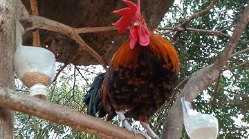 Ncig saib qaib dib zoo nkauj cuab tuaj zoo heev nyob ບ້ານພູເຫຼັກ