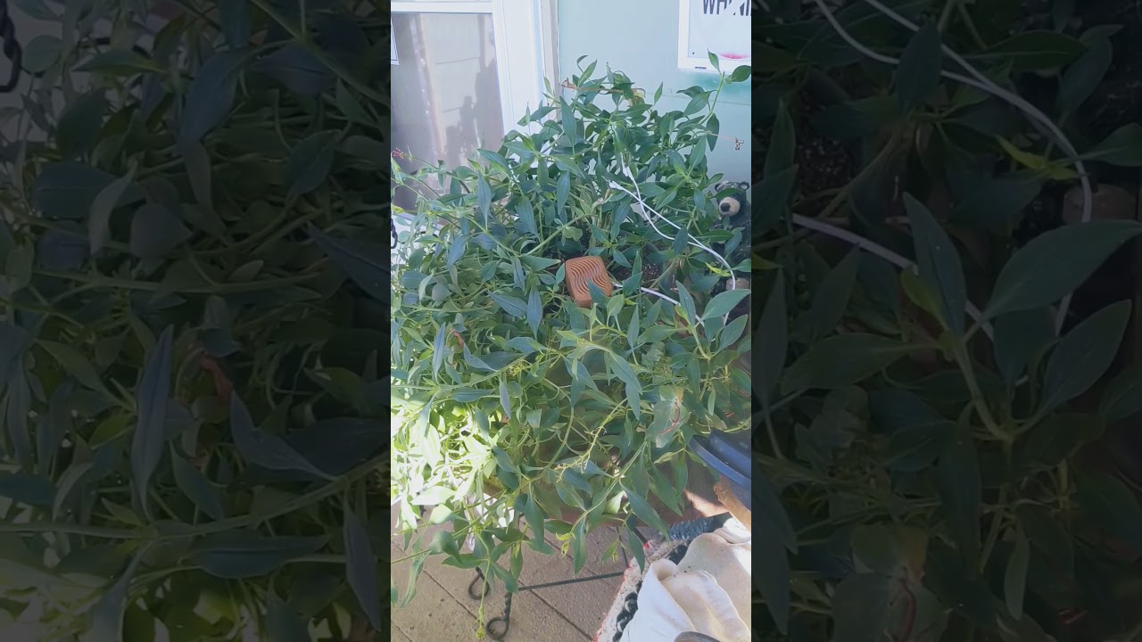 THE BAND: Red Valerian         (Centranthus ruber) Good Tea 🌸