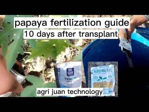 Paano mag aobono/pataba ng papaya? (10-DAT). 1st apply. drenching style.
