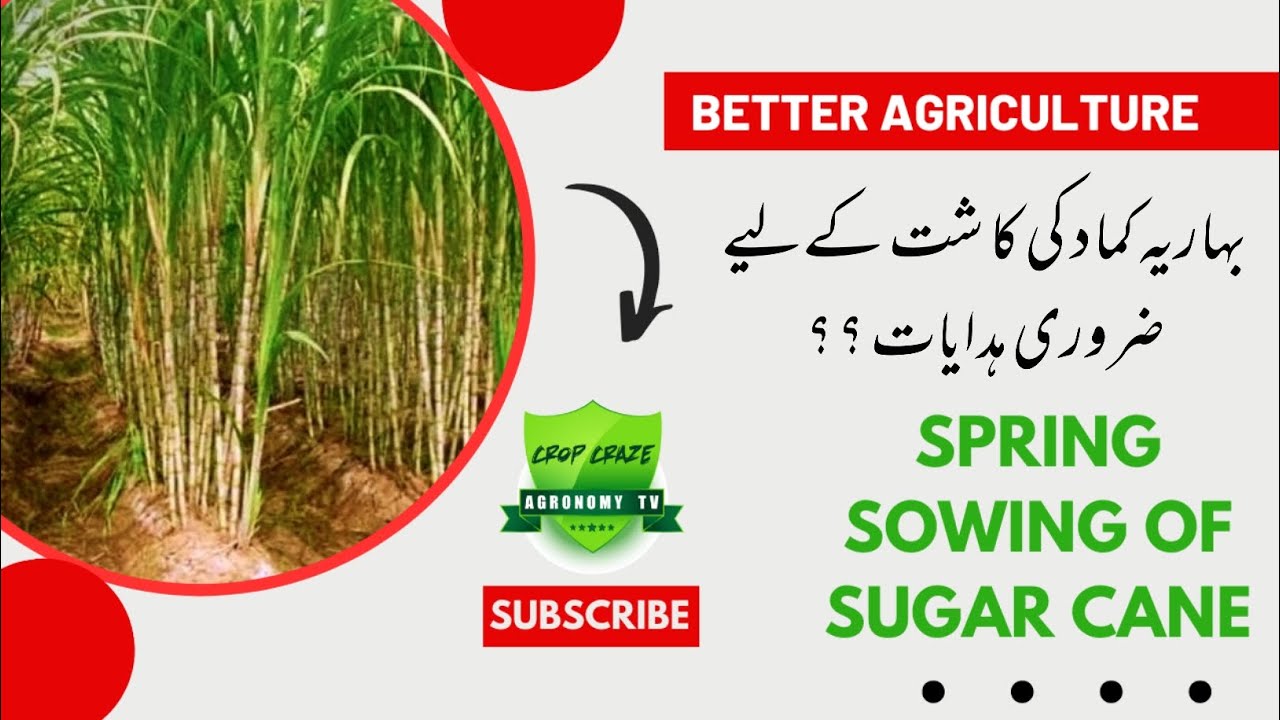 Spring cultivation of sugarcane 2024 || Important Tips For Cultivation of sugarcane || Crop Craze
