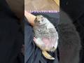 リチャードソンジリスがなりやすい病気3選‼️ #ピー助 #リチャードソンジリス #animal