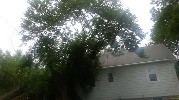 Cutting a tree fail (original video)