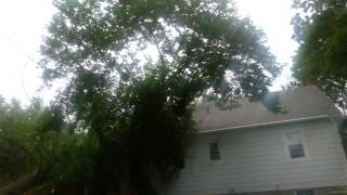 Cutting a tree fail (original video)
