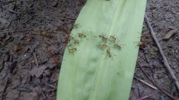 Ant navigation experiment