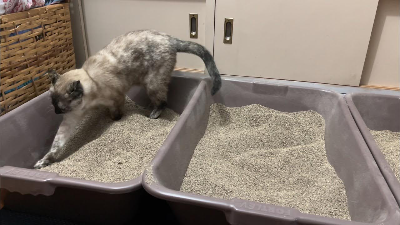 Caixona pet games! A melhor caixa de areia para gatos! 
