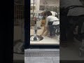 2人がかりで運ばれるゴールデンレトリバー #shorts